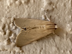 Litoprosopus coachella