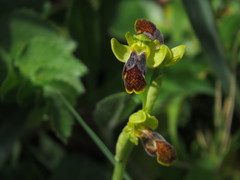 Blue Ophrys (Ophrys caesiella)