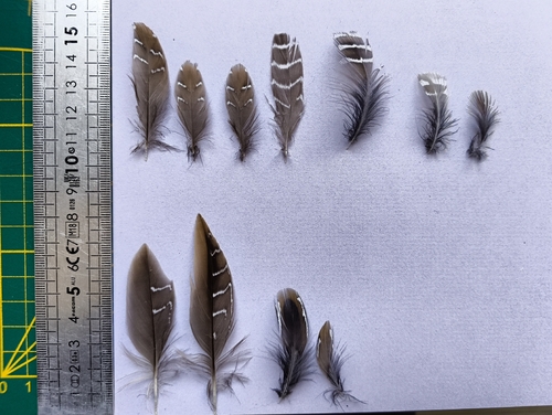 Plume de Marouette ponctuée