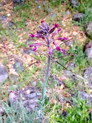 Boechera sparsiflora