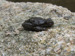 Hyla sarda