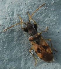 Pseudopamera setosa