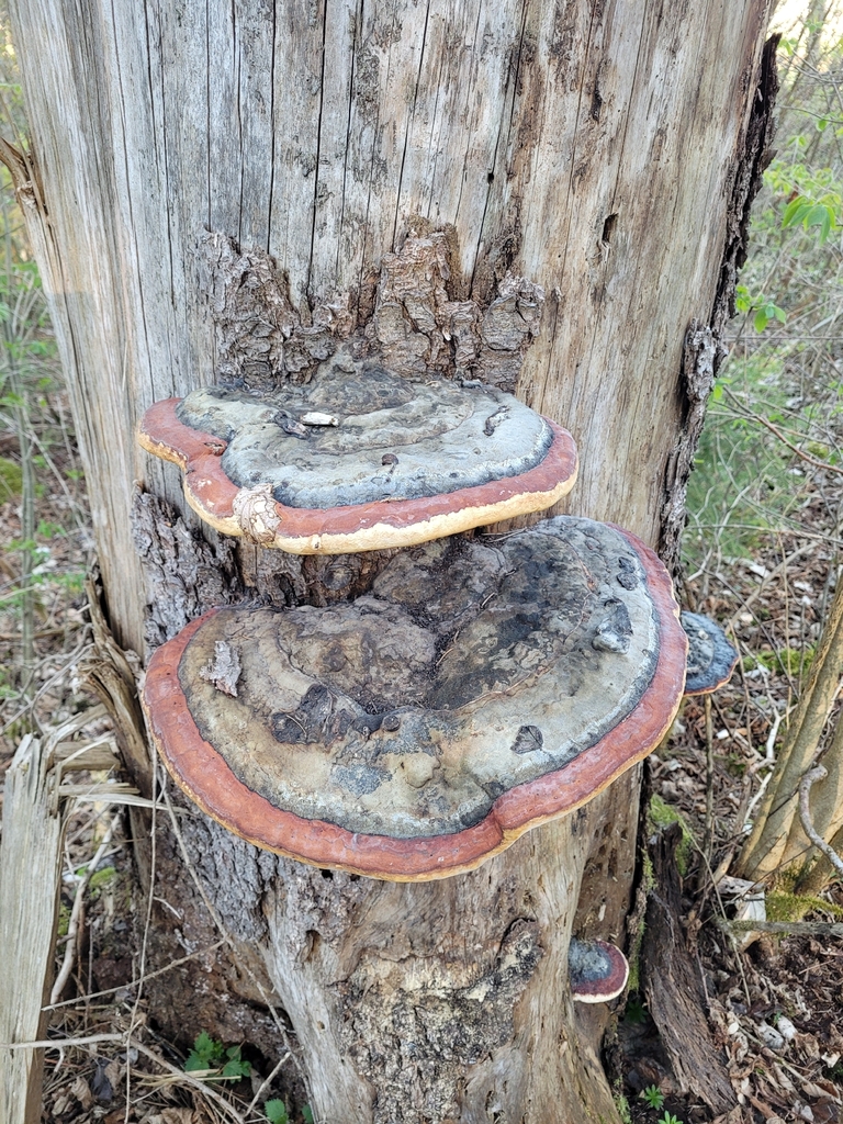 Fomitopsis pinicola · April 2026 · photo: © annett_gallwas (iNaturalist, cc-by)