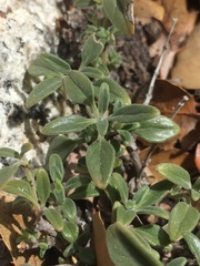 Monardella macrantha hallii