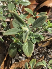 Monardella macrantha hallii
