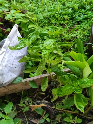 Basil