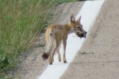 Vulpes velox