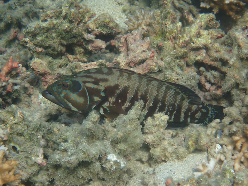 Pacific Graysby