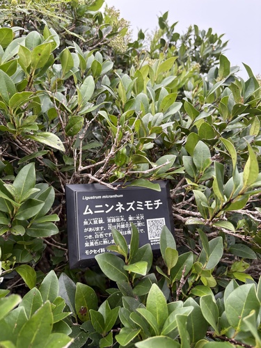 Ligustrum micranthum iNat (3)