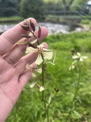 Eruca vesicaria, photograph (c) Наталья Пикалова, some rights reserved (CC BY)