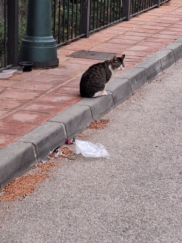 Avistamiento Gato montés (Sierra Nevada)