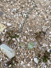 Muilla coronata