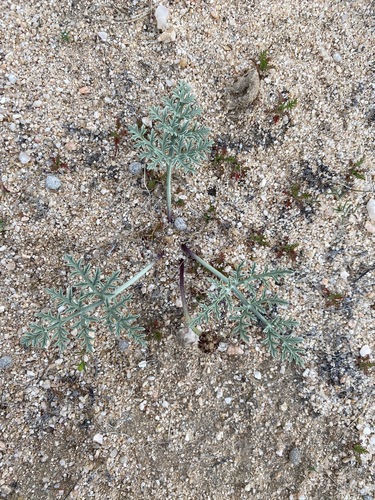 Image of Cymopterus deserticola by (c) Matt Berger, some rights reserved (CC BY)
