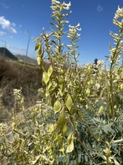 Astragalus oxyphysus