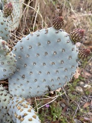 Opuntia basilaris treleasei