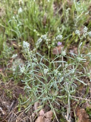 Cryptantha flaccida