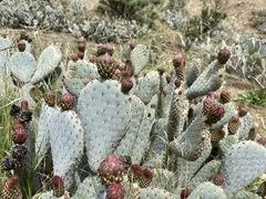 Opuntia basilaris treleasei