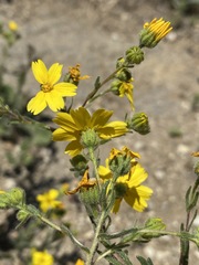 Deinandra pallida