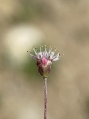 Eriogonum angulosum