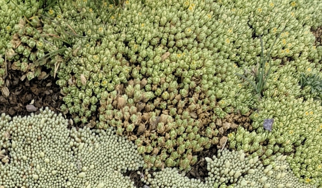 Arenaria pycnophylla