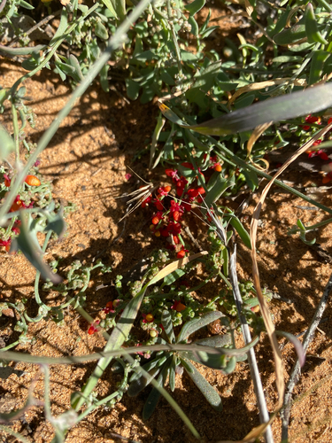 Climbing saltbush