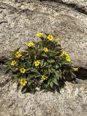 Erythranthe geniculata