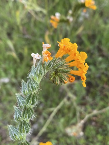 Eastwood's fiddleneck (Amsinckia eastwoodiae)