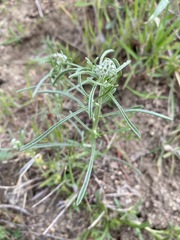Cryptantha flaccida
