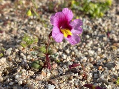 Erythranthe rhodopetra