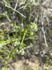 Cryptantha dumetorum