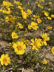 Leptosyne calliopsidea