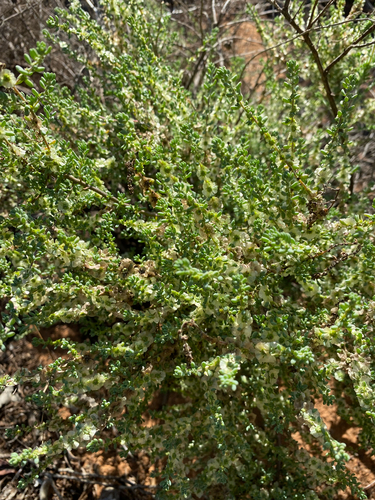 Short-leaf Bluebush