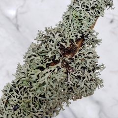 Hypogymnia incurvoides