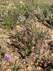 Eriogonum gracillimum