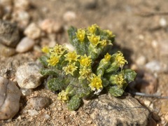 Eriophyllum mohavense