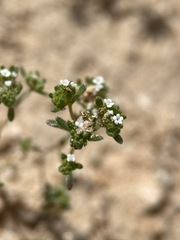 Cryptantha micrantha