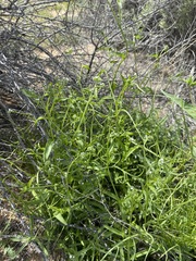 Cryptantha dumetorum