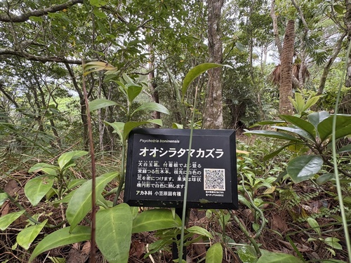 Psychotria boninensis iNat (2)