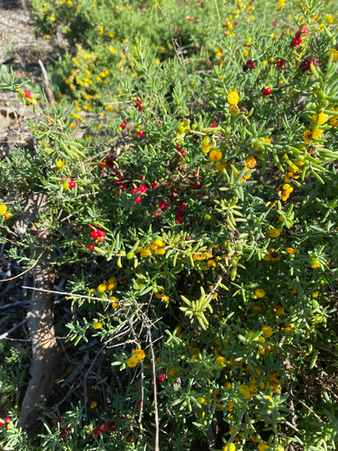 ruby saltbush