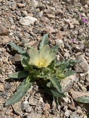 Mentzelia tridentata