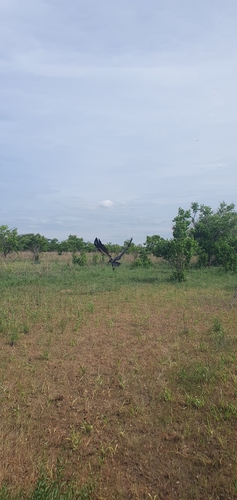 White-backed Vulture