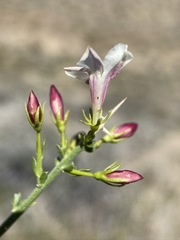 Menodora spinescens mohavensis
