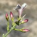 Menodora spinescens mohavensis - Photo (c) Matt Berger, μερικά δικαιώματα διατηρούνται (CC BY), uploaded by Matt Berger