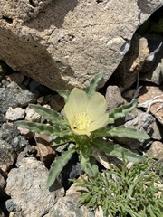 Mentzelia tridentata