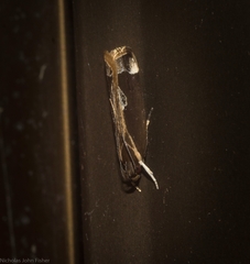 Chaliniastis astrapaea