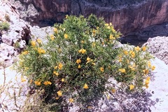 Tecoma stans angustata