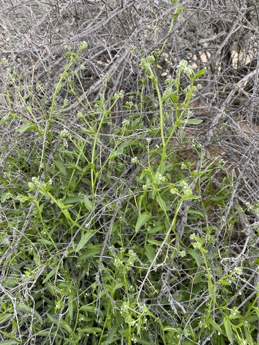 Cryptantha dumetorum observed 2020-03-22