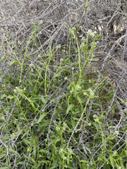 Cryptantha dumetorum