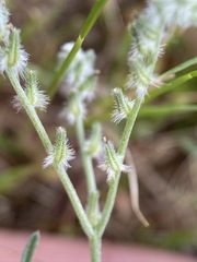 Cryptantha flaccida