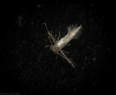 Calicotis sialota